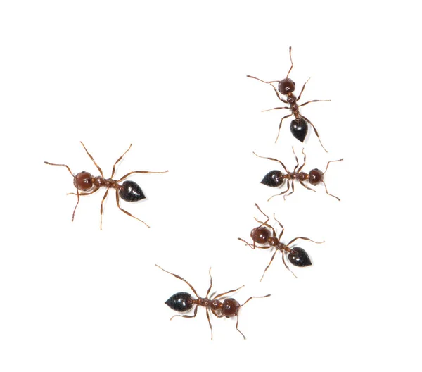 Traitement contre les fourmis Traitement contre les fourmis