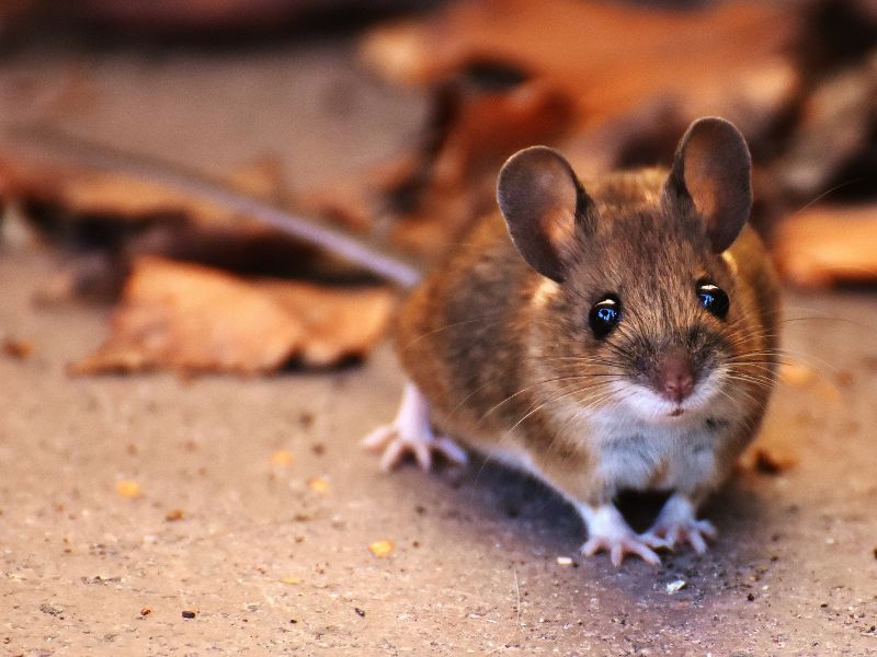 Comment se débarrasser des rats et souris